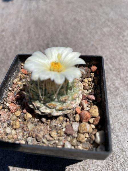 Strombocactus disciformis